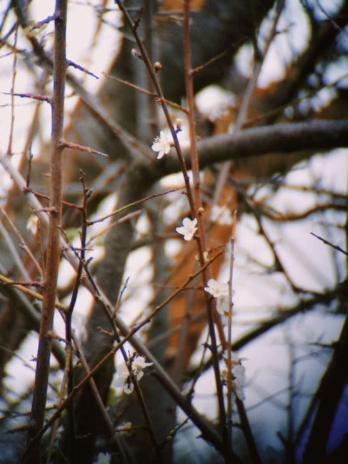 Вчера в Анапе зацвела яблоня! 🍂🌸  спасибо..