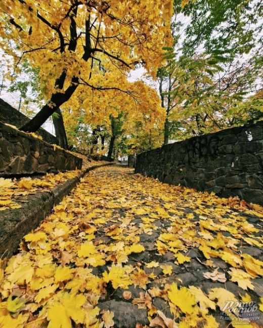 🍁🍂 Осень - последняя, самая восхитительная улыбка года  фото: Роман..