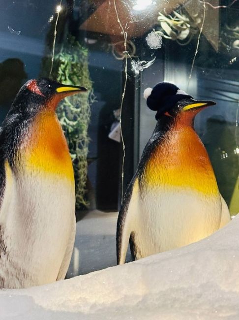 что-то на милом❄🐦 
вот таких забавных пингвинчиков можно встретить в Нижнем 
Алексеевская,..