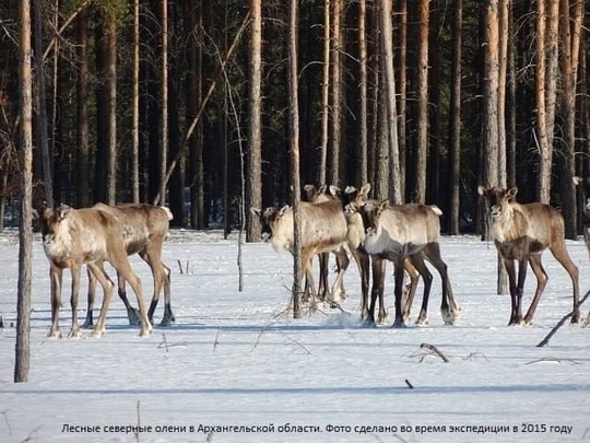 🦌 В Керженском заповеднике появится новый вид северных оленей. 
Сотрудники заповедника отправились в..