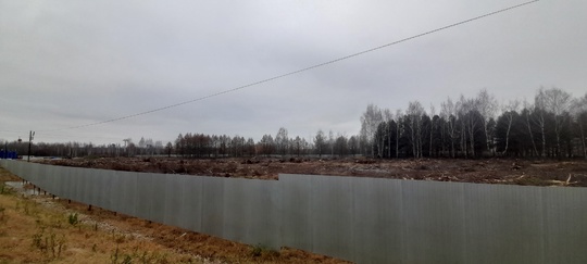 На Бору продолжается вырубка деревьев около озера Бездонное  Сотни деревьев Борской поймы вырубают ради..