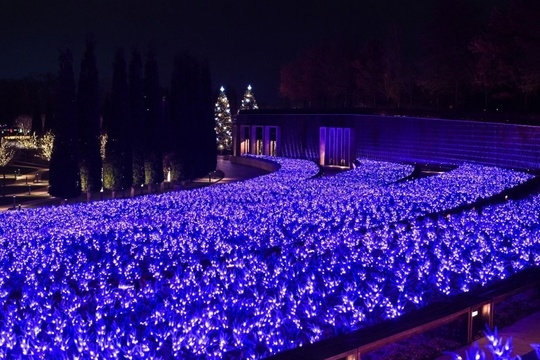 Огни зимнего шалфея 💜💜💜  Фото: пресс-служба парка..