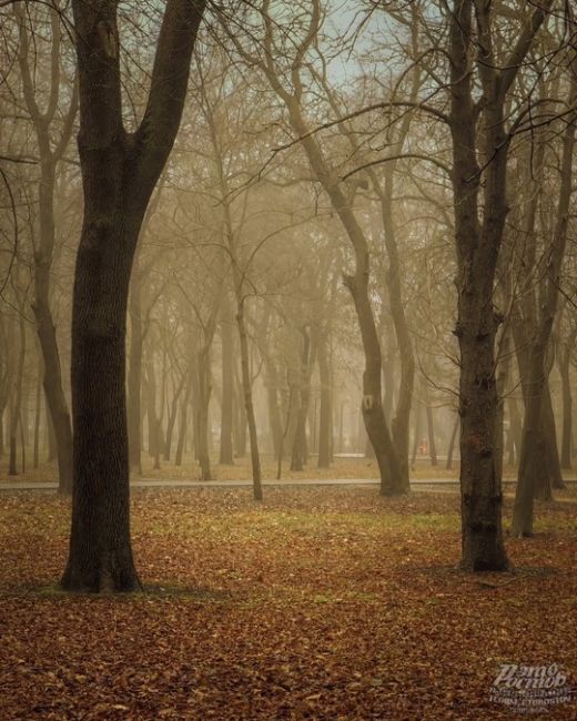 🌫 Туман окутал парк Островского сизой..