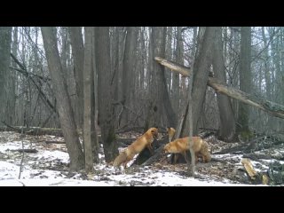 😍Семейство лисичек запечатлели в Жигулевском..