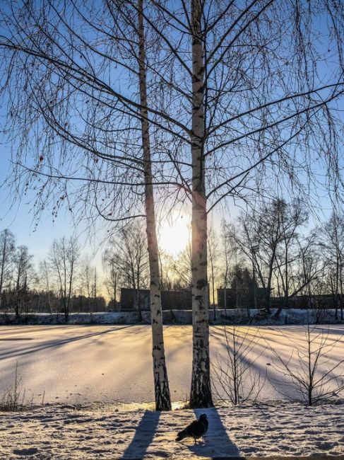 Такое редкое солнце декабря над Сормовским озером ☀️  Фото: [id492844872|Маша Фромраша]..