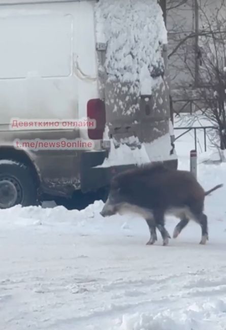 Жители Нового Девяткино заметили кабана, бегавшего по дворам..