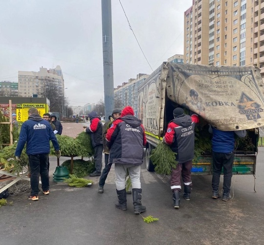 Около 2 тысяч ёлок изъяли в Петербурге у нелегальных продавцов. Во время рейдов освобождено 27 участков общей..