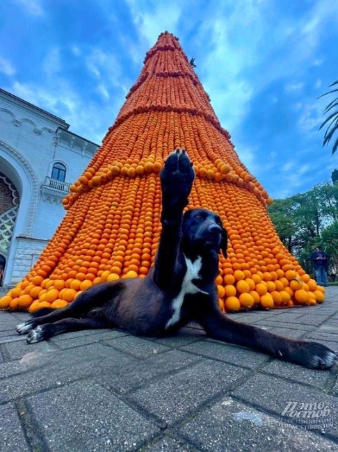 🎄🍊 Елку из мандаринов торжественно открыли в Абхазии  🎉 Она побила мировой рекорд. На конструкцию ушло..