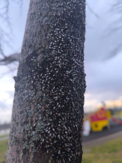 На аллее в Юбилейном мкр медленно умирают деревья.  К деревьям присосались клопы, листва и ветки..