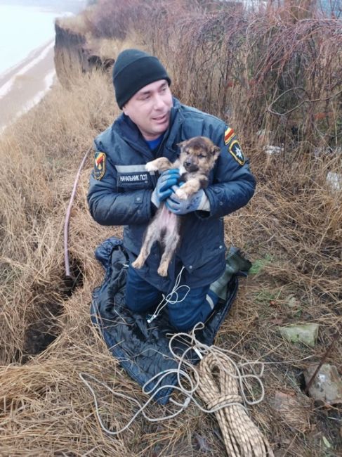 Таганрогские спасатели выручили щенка из западни и обзавелись пушистым другом. Инцидент произошел в село..