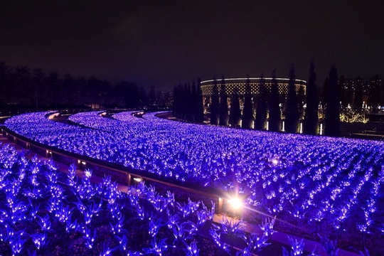 Огни зимнего шалфея 💜💜💜  Фото: пресс-служба парка..