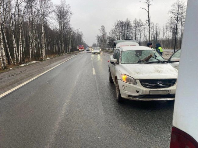 В Ленобласти вышел ремейк популярного в 2000-х ужастика «Пункт назначения»: дерево прилетело в лобовое стекло..