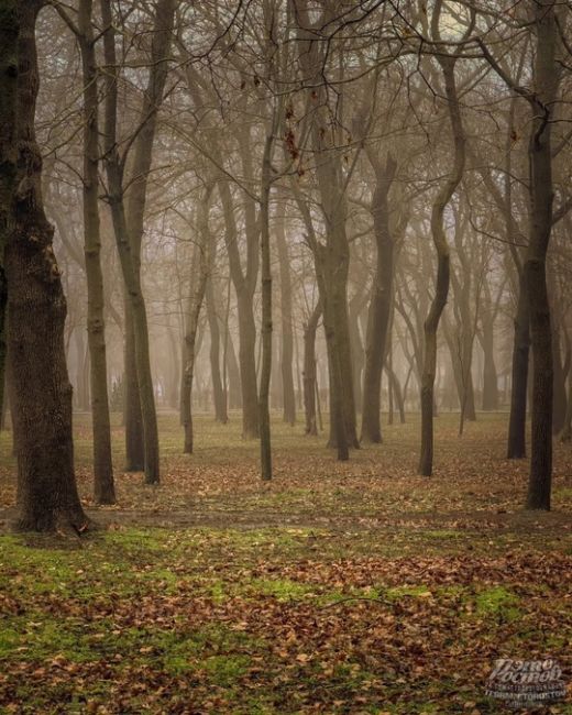 🌫 Туман окутал парк Островского сизой..