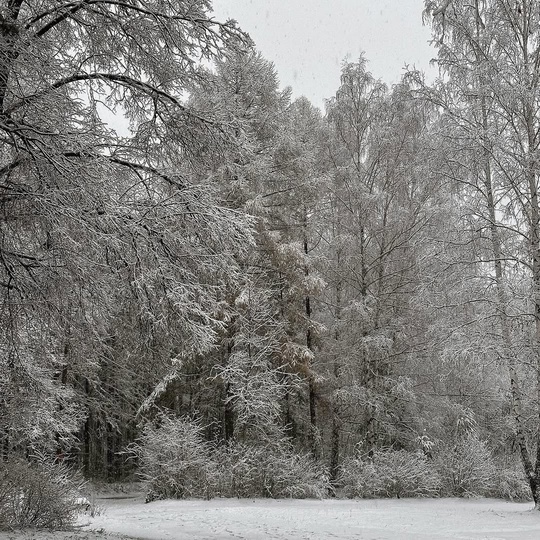 Свердловскую область накроют снегопады🌨️  При этом предстоящая неделя в Свердловской области ожидается..