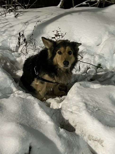 Сидит не первый час, судя по снегу под ней.
На въезд к ЖК Торпедо (Автозавод), пол неизвестно.
Есть что-то типа..