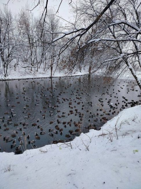 😍Уточки на озере Леснуха в..