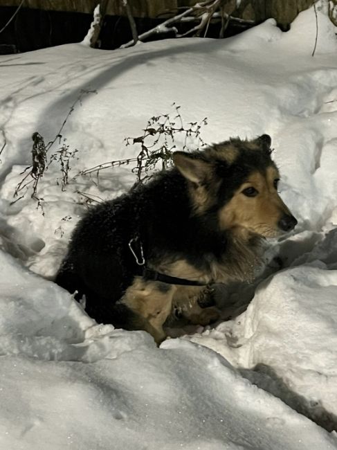 Сидит не первый час, судя по снегу под ней.
На въезд к ЖК Торпедо (Автозавод), пол неизвестно.
Есть что-то типа..