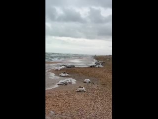 «Техника в ночи закапывает мешки с мазутом на пляже возле моря. А завтра скажут, что всё под контролем...