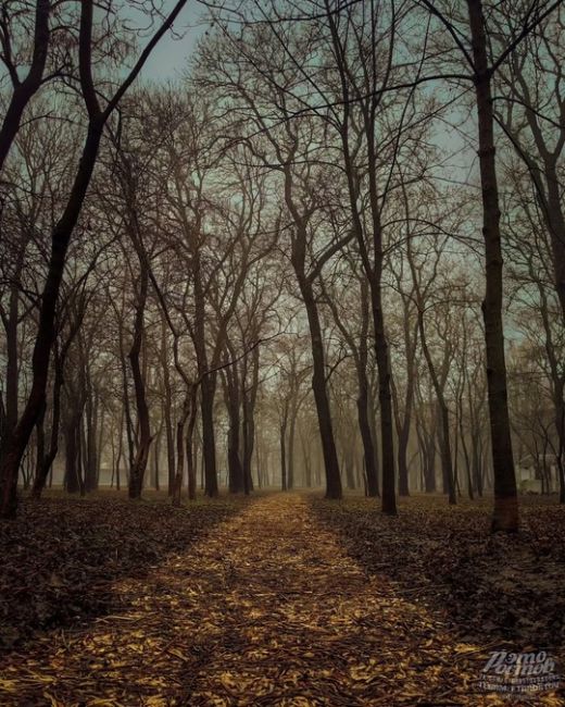 🌫 Туман окутал парк Островского сизой..