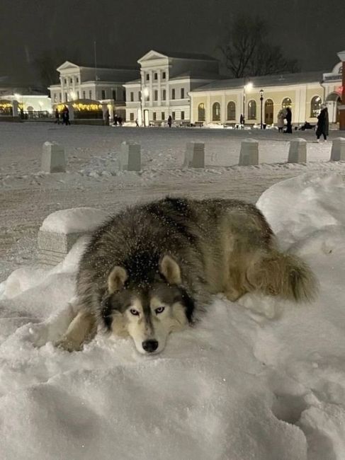 🗣Хранитель Соборной площади в Арзамасе снова на своем месте 
Пушистика зовут Дик, и он не бездомный песик..