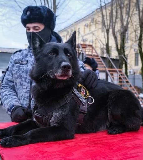 🐕 Служебного пса впервые в Петербурге наградили медалью Росгвардии 
Пёс по кличке Маджар служил 6 лет..