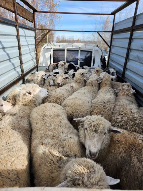 🐑28 баранов украли в Новосибирской области  Похитителя кудрявых животных нашли и задержали. Им оказался..