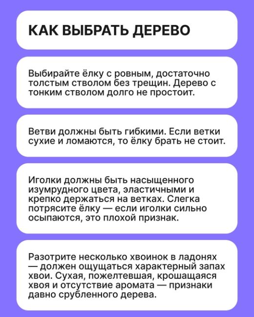 Лучше всего идти за ёлочкой в двадцатых числах декабря. Собрали советы о том, как выбрать новогоднее..