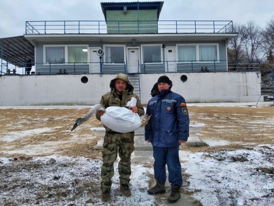 🦢 В Ростовской области спасатели помогли лебедю. Птица примерзла к воде в одном из прудов Азовского района...