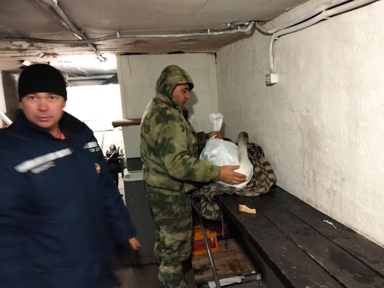 🦢 В Ростовской области спасатели помогли лебедю. Птица примерзла к воде в одном из прудов Азовского района...