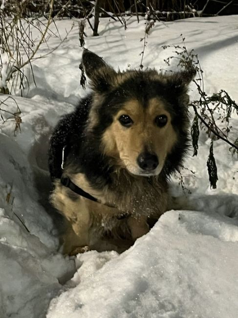 Сидит не первый час, судя по снегу под ней.
На въезд к ЖК Торпедо (Автозавод), пол неизвестно.
Есть что-то типа..