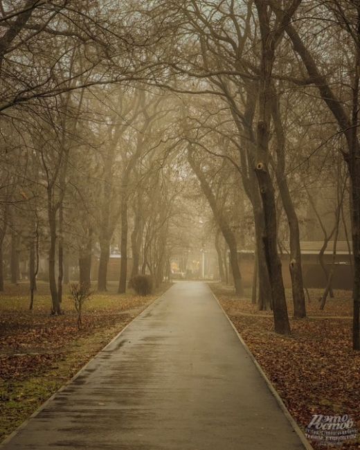 🌫 Туман окутал парк Островского сизой..