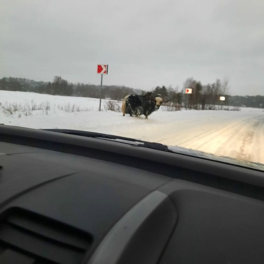 😱 В Приозерском районе замечен Як 
Будьте внимательны и осторожны на..