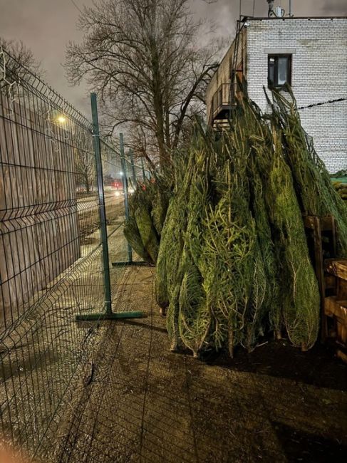 В Петербурге ликвидировали первый в этом году незаконный ёлочный базар 
До Нового года осталось меньше..