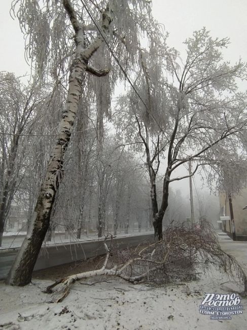 ❄️🧊  Ледяной шторм в Гуково. Из-за наледи деревья начали падать и обрывать провода. Часть города сидит без..