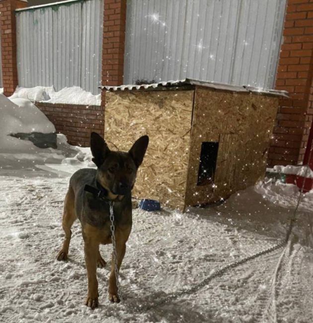 🐶 Уфимский чиновник помог пристроить собаку из приюта 
В рамках акции «Добрые сердца», которая стартовала..