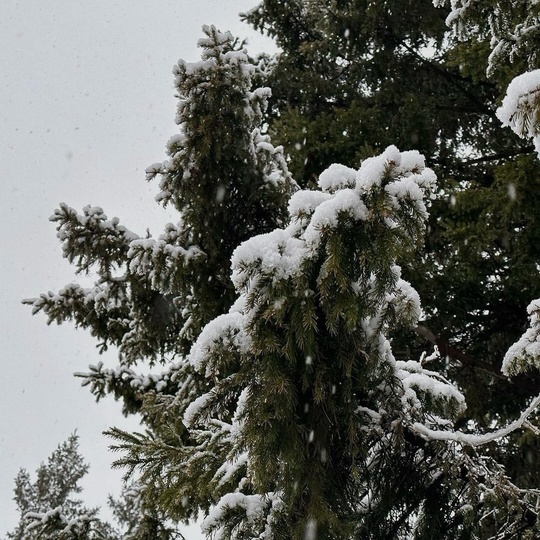 Свердловскую область накроют снегопады🌨️  При этом предстоящая неделя в Свердловской области ожидается..