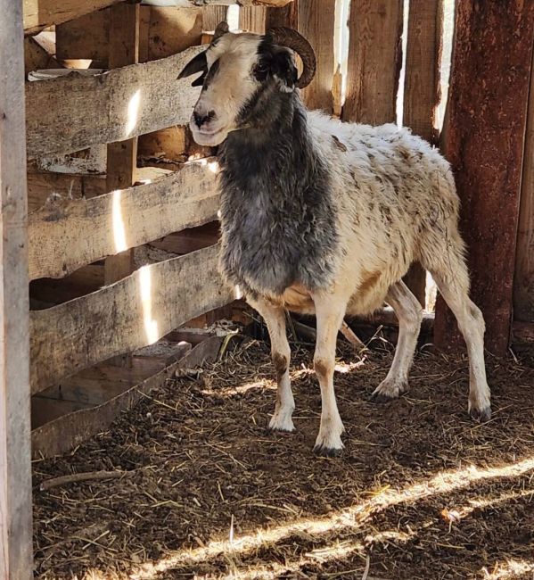 🐑28 баранов украли в Новосибирской области  Похитителя кудрявых животных нашли и задержали. Им оказался..