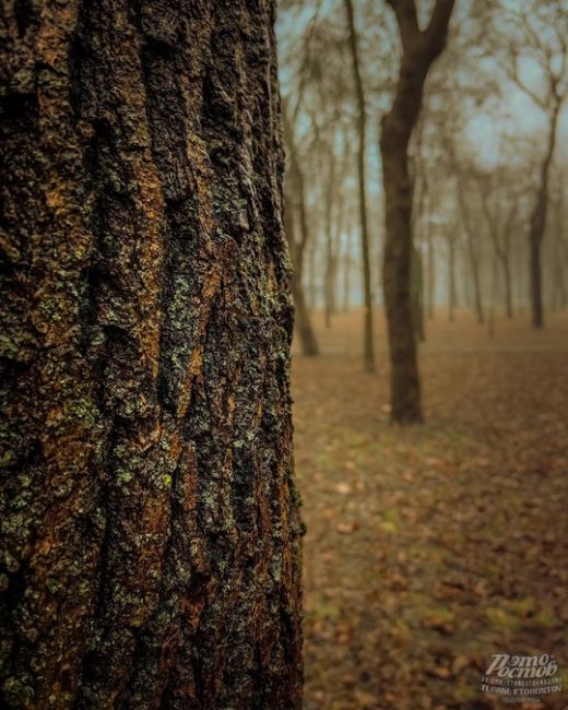 🌫 Туман окутал парк Островского сизой..