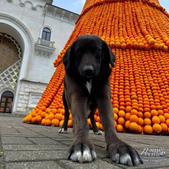 🎄🍊 Елку из мандаринов торжественно открыли в Абхазии  🎉 Она побила мировой рекорд. На конструкцию ушло..