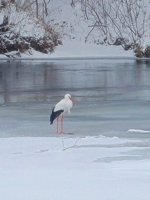 🗣️ Жители Перевоза заметили аиста на одном из водоемов..