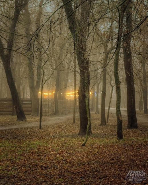 🌫 Туман окутал парк Островского сизой..