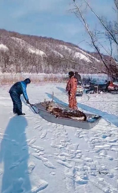 В Самарской Луке спасли тонущего пятнистого оленя.  Обессиленный он пытался выбраться на сушу, когда его..