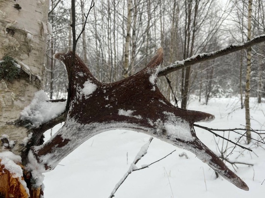 🗣️ Во время утренней прогулки собака нижегородки нашла шикарные рога лося  Фото: Ирина..