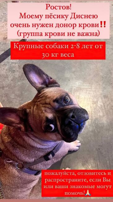 🐕💔 Собаке нужен донор для переливания крови! Писать по номеру +7 989 700..