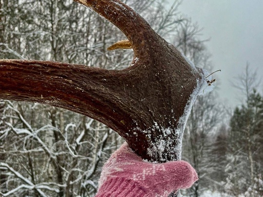 🗣️ Во время утренней прогулки собака нижегородки нашла шикарные рога лося  Фото: Ирина..