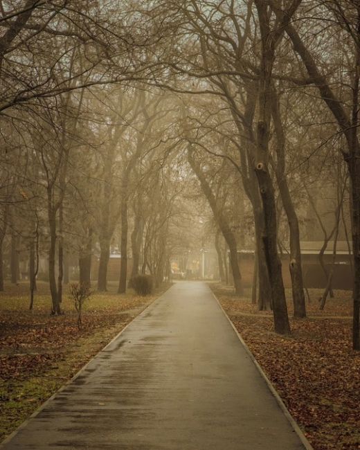 Парк Островского в тумане.  Фото: Алексей..