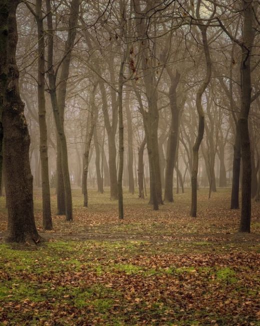 Парк Островского в тумане.  Фото: Алексей..