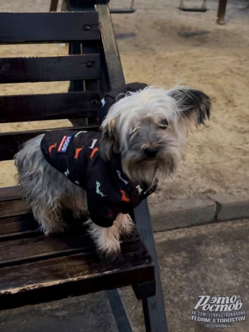 🐕 Йорк найден в парке Островского. Убегал от больших бездомных собак, которые хотели его сожрать на ужин...