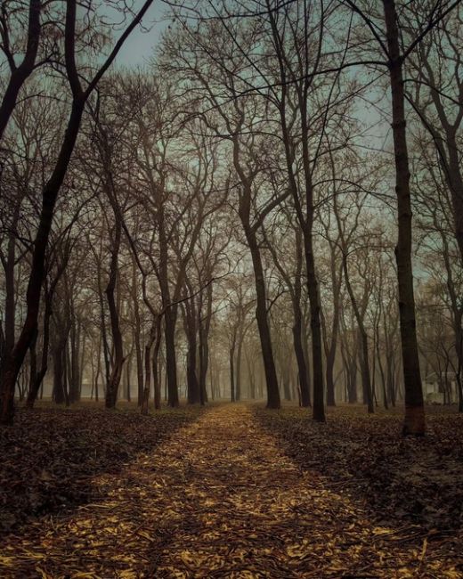 Парк Островского в тумане.  Фото: Алексей..