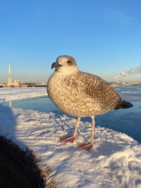 Доброе утро, дорогие..